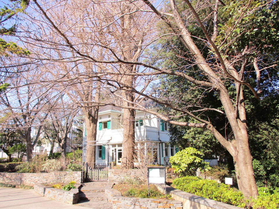  元町公園　桜開花情報【3/14】の写真