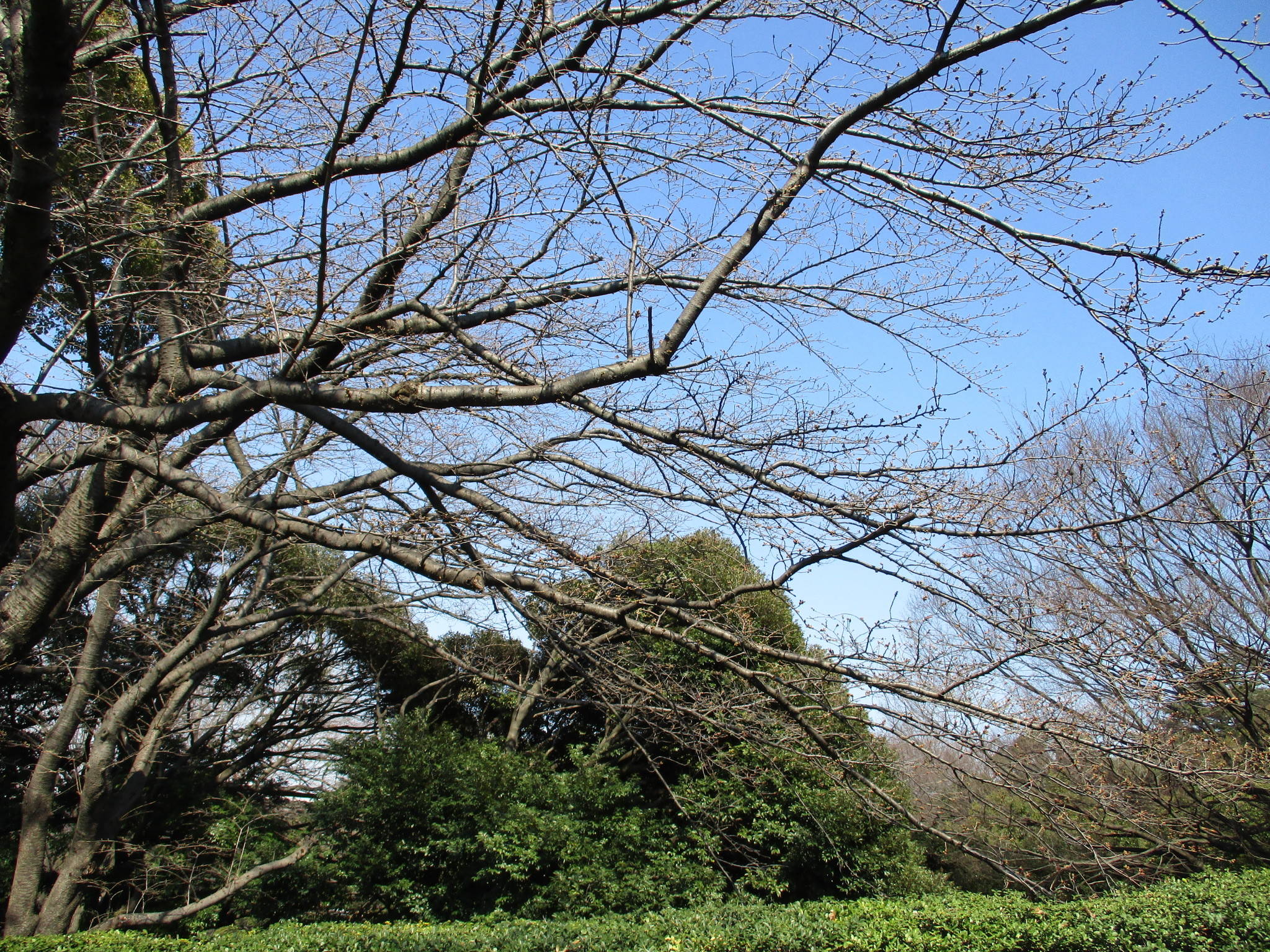  元町公園　桜開花情報【3/16】の写真