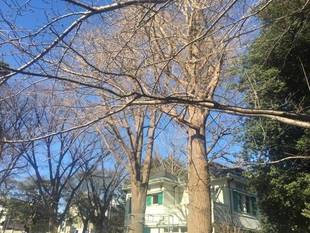 元町公園 桜開花情報【3/18】