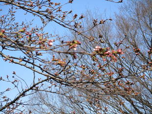 元町公園 桜開花情報【3/20】開花しました!