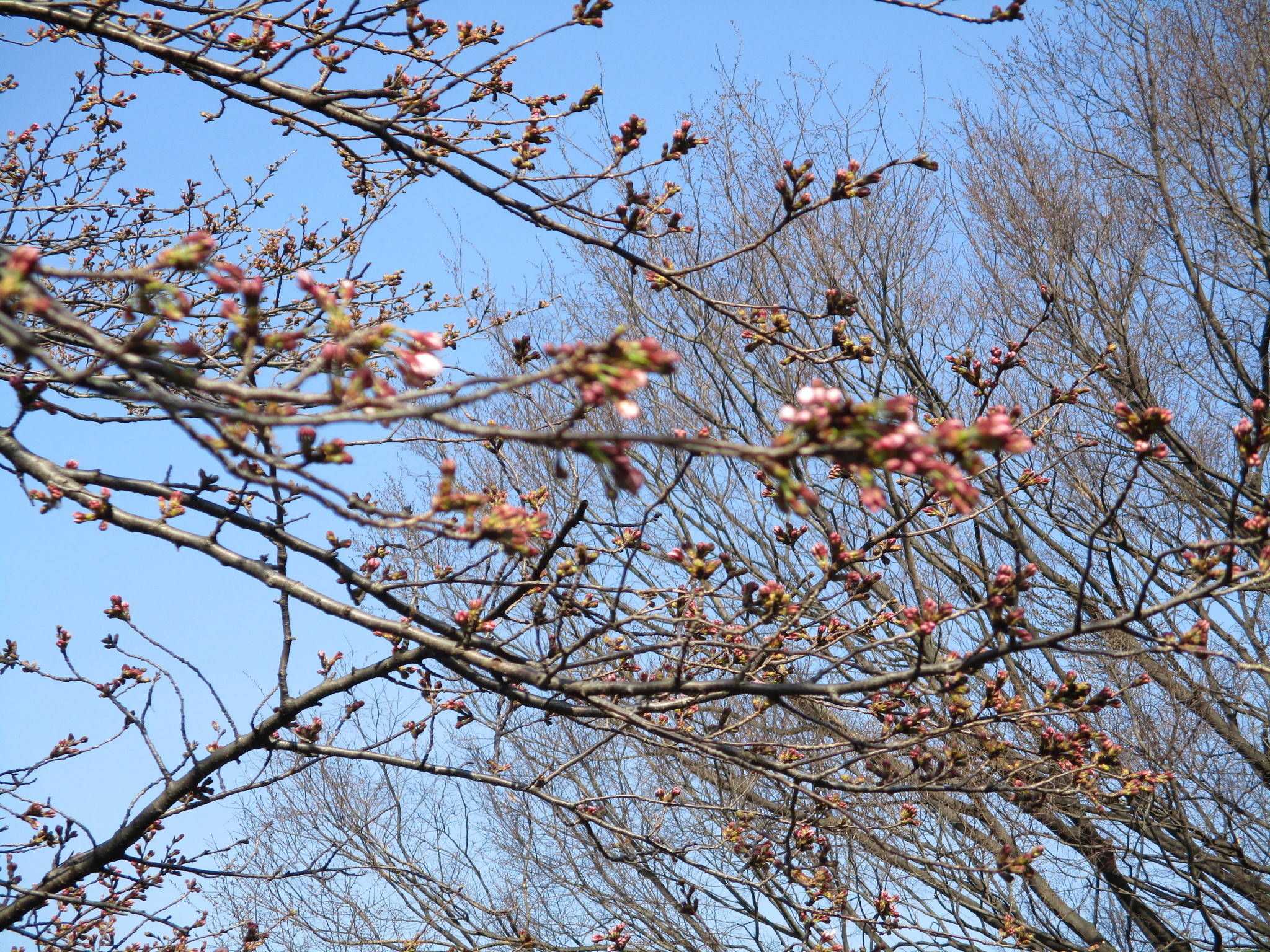 元町公園　桜開花情報【3/20】開花しました！の写真