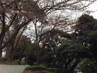 元町公園 桜開花情報【3/21】