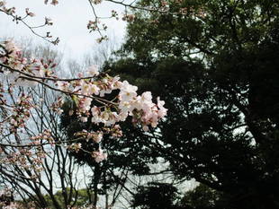 元町公園 桜開花情報【3/22】
