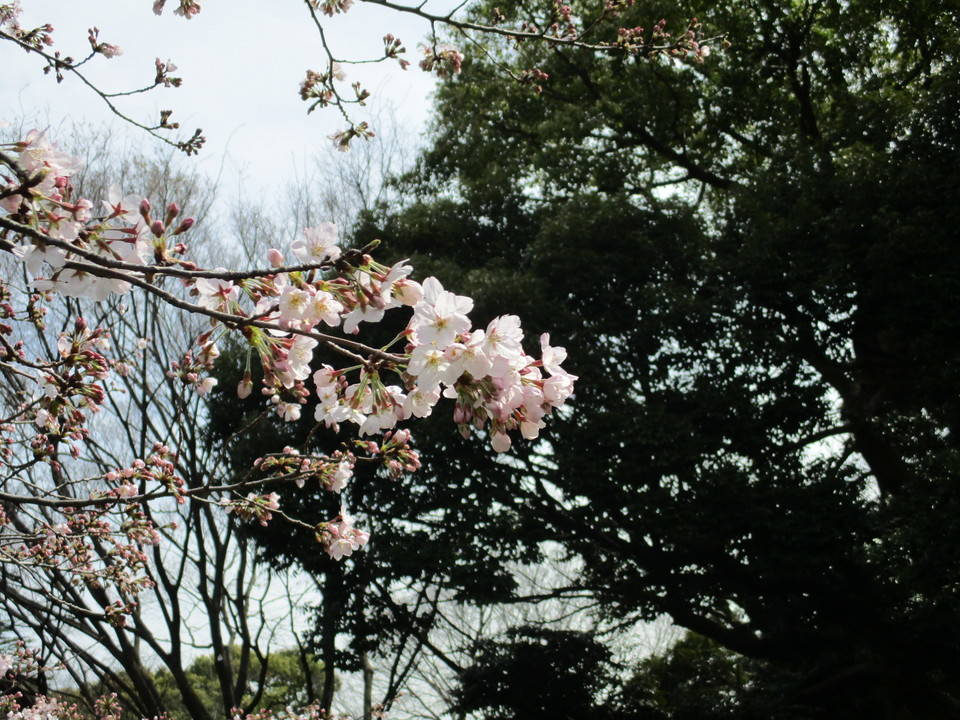  元町公園　桜開花情報【3/22】の写真