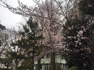元町公園 桜開花情報【3/30】