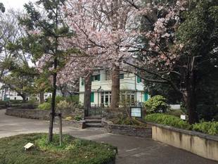 元町公園 桜開花情報【3/31】
