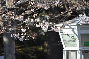 元町公園 桜開花情報【3/24】