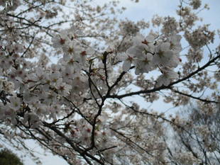 元町公園 桜開花情報【3/28】
