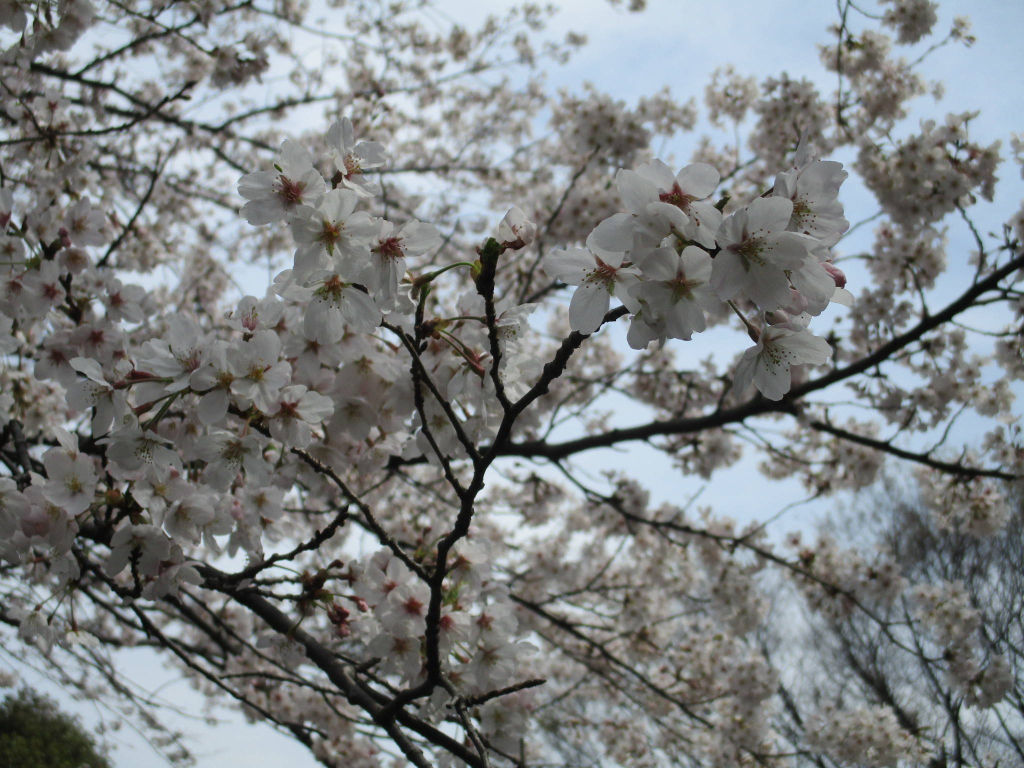 元町公園　桜開花情報【3/28】の写真