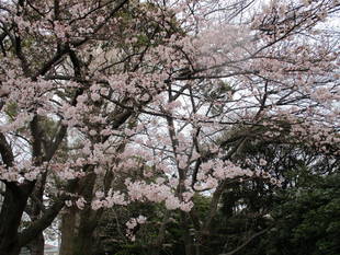 元町公園 桜開花情報【3/23】