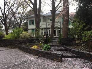 元町公園　桜開花情報【4/8】