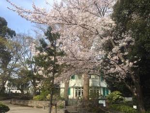 元町公園　桜開花情報【4/5】