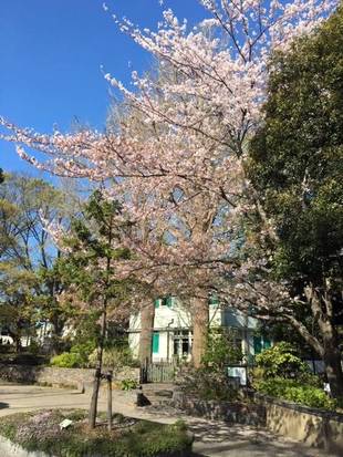  元町公園　桜開花情報【4/9】