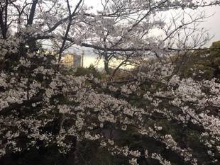 元町公園　桜開花情報【4/2】