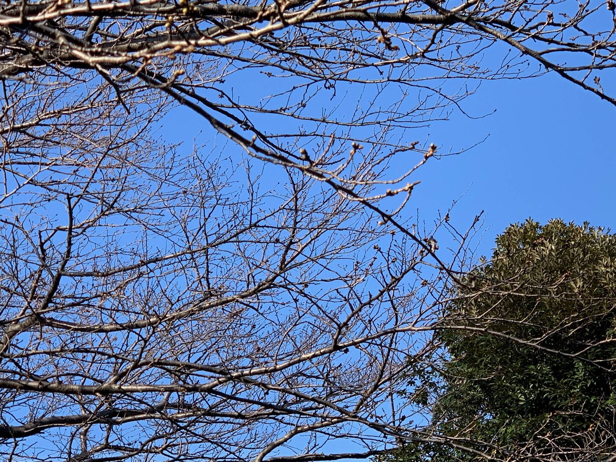 元町公園　 桜開花情報【3/3】の写真
