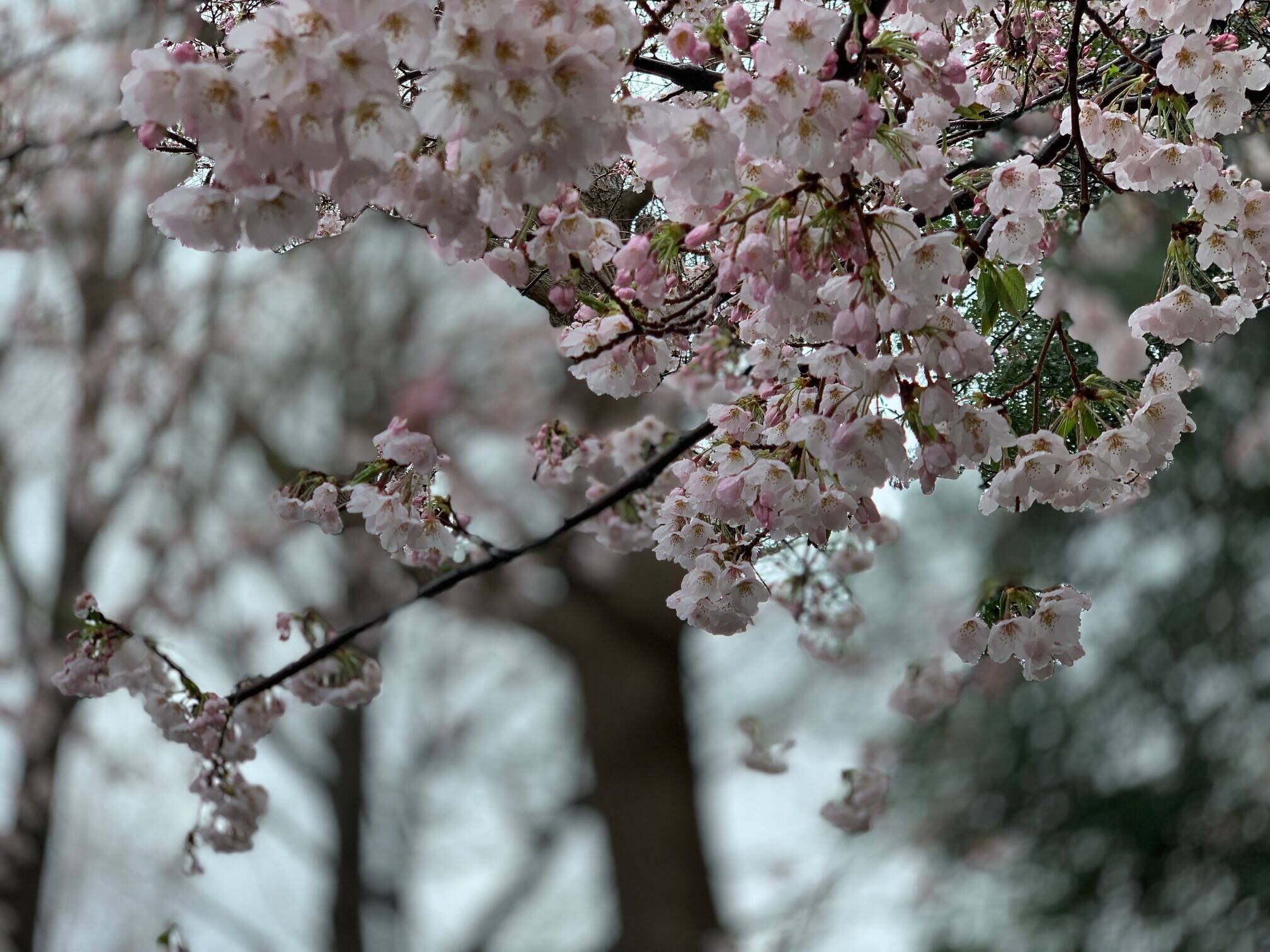  元町公園　 桜開花情報【3/29】の写真
