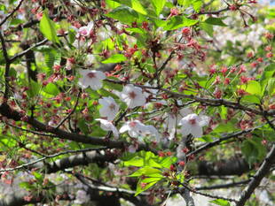 元町公園　 桜開花情報【4/6】