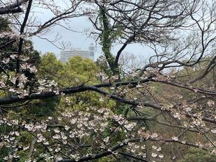 元町公園　桜開花情報【3月21日】