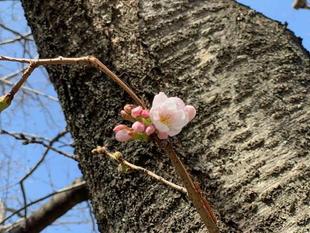  元町公園　桜開花情報【3月11日】