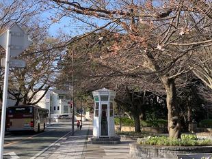 元町公園　桜開花情報【3月17日】