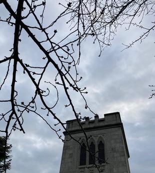  元町公園　桜開花情報【3月7日】