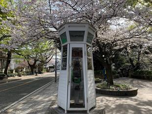 元町公園　桜開花情報【3月29日】