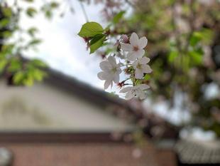 元町公園　桜開花情報【4月1日】