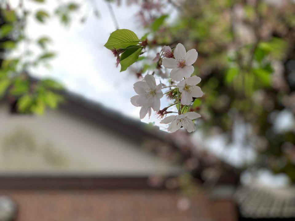 元町公園 桜開花情報【4月1日】の写真