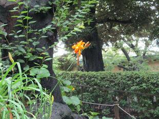 元町公園　梅雨の季節の花々