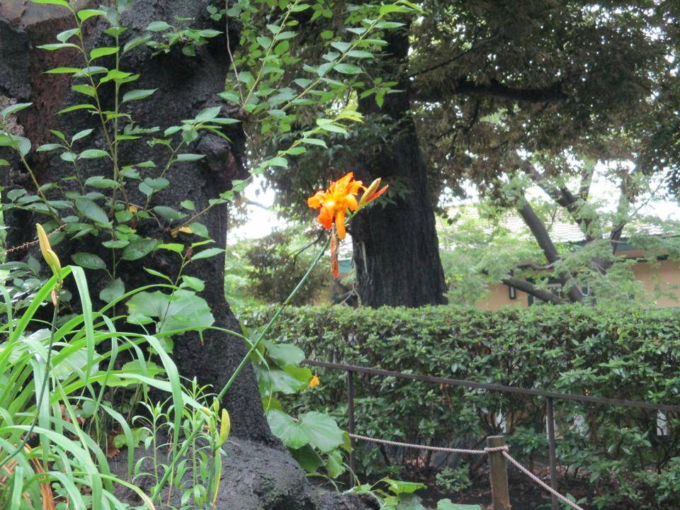 元町公園 梅雨の季節の花々の写真