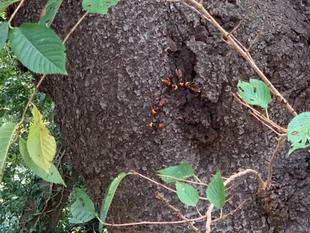 元町公園　スズメバチご注意！
