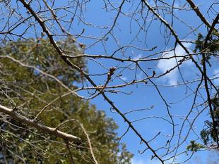 元町公園　開花情報【2022年3月4日】