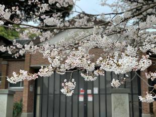 元町公園　桜開花情報【2022年3月27日】