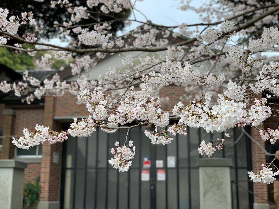 元町公園 桜開花情報【2022年3月27日】の写真