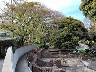 元町公園　桜開花情報【2022年4月11日】