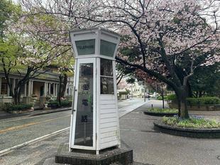 元町公園　桜開花情報【2022年4月3日】