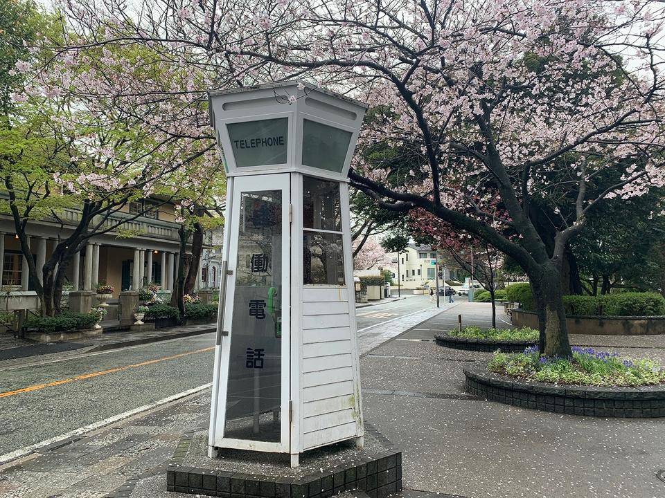 元町公園　桜開花情報【2022年4月3日】の写真