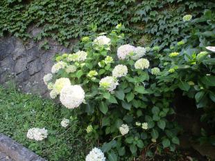 梅雨入り間近の元町公園