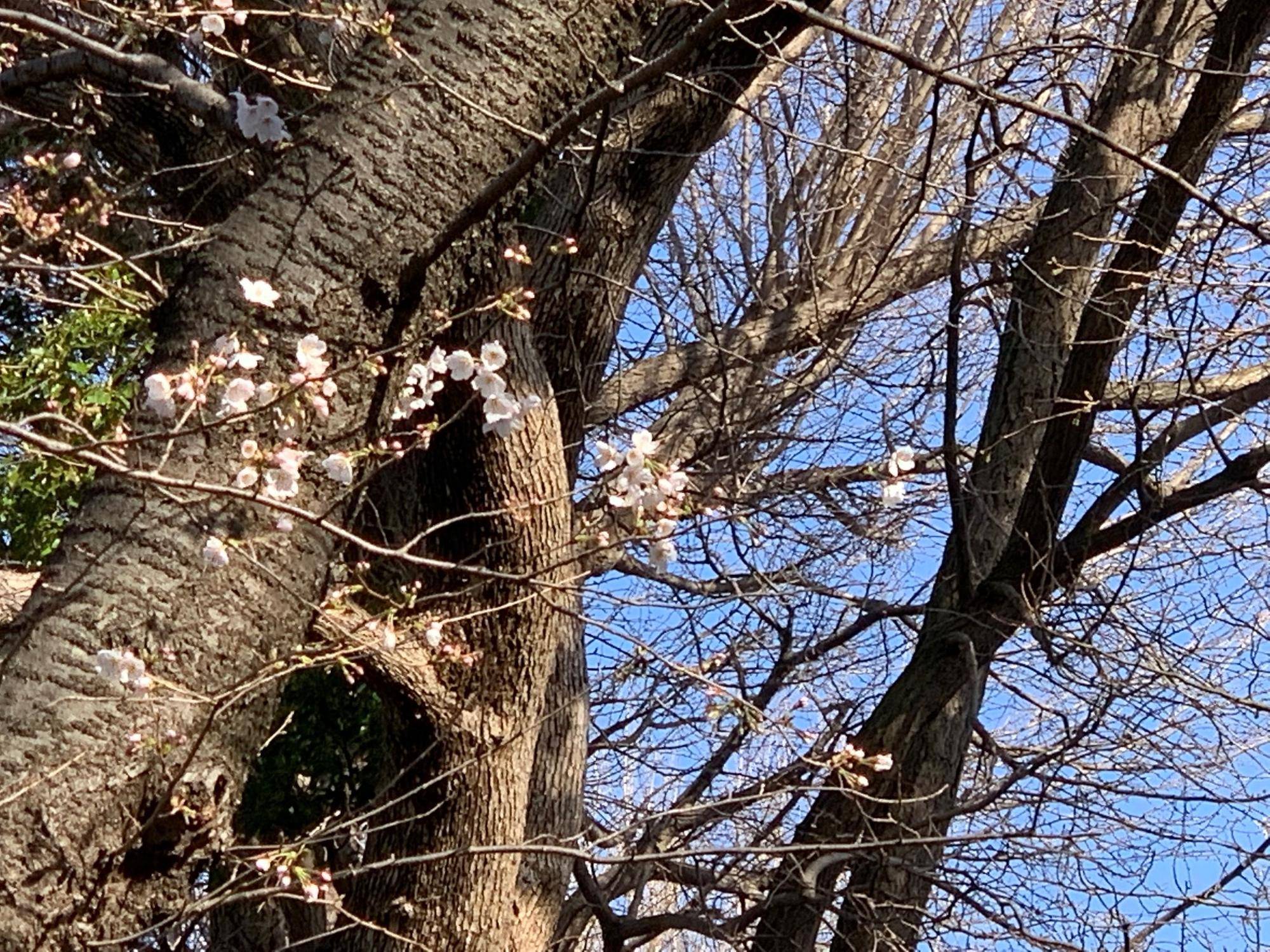 桜開花情報【2023年3月19日号】の写真