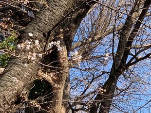 桜開花情報【2023年3月19日号】