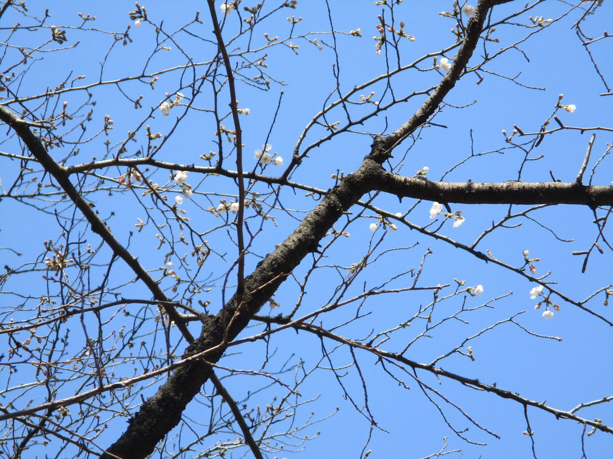 桜開花情報【2023年3月15日号】の写真