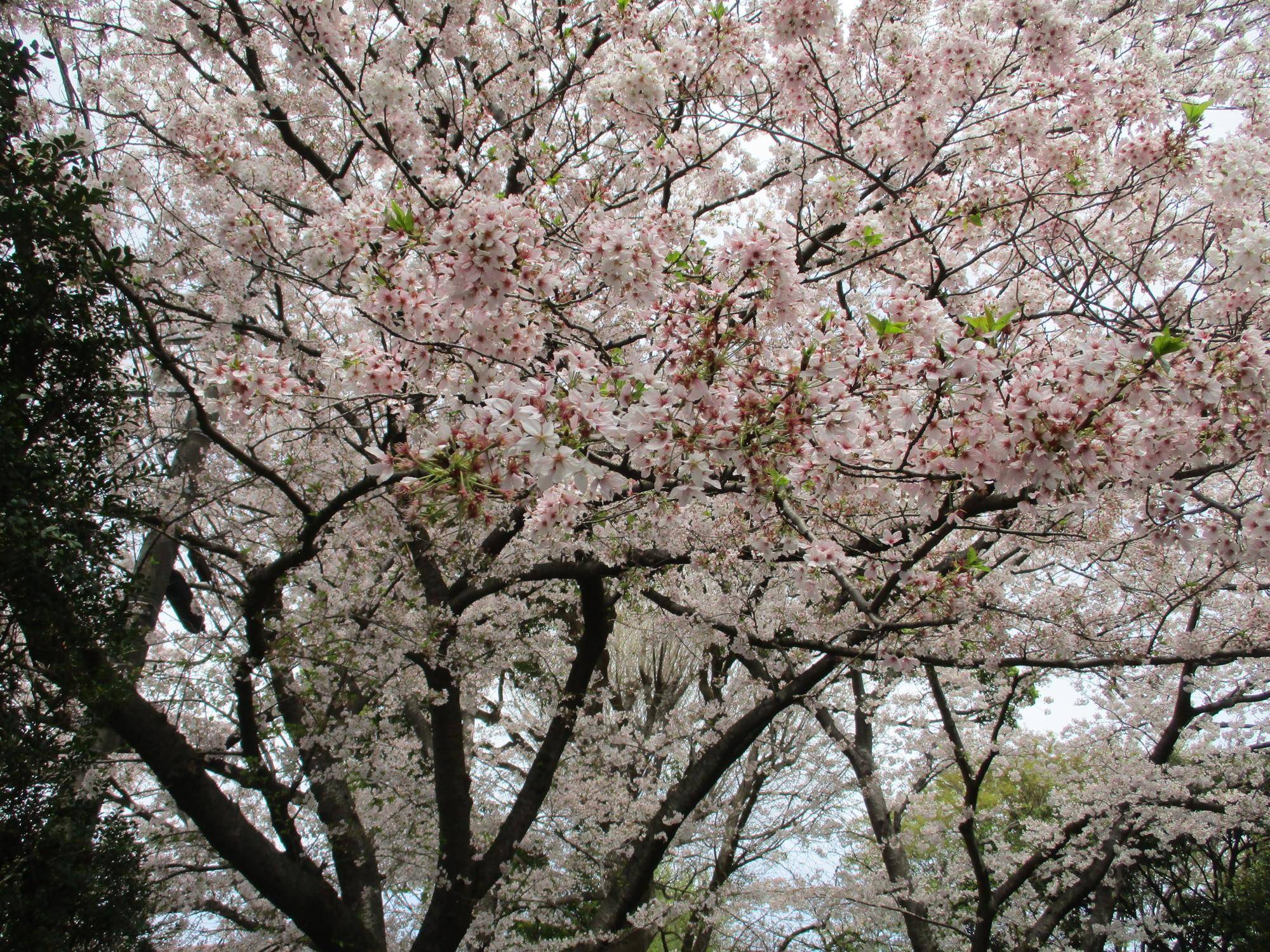 桜開花情報【2023年3月31日】の写真