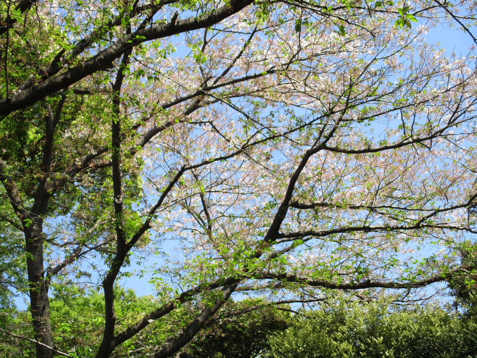 元町公園 桜開花情報【2023年4月10日】の写真