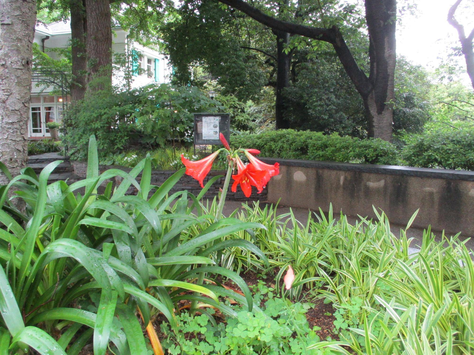 元町公園 5月の花の写真