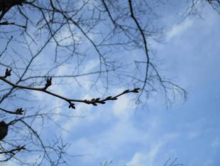 元町公園　桜開花情報【2024年3月１日号】