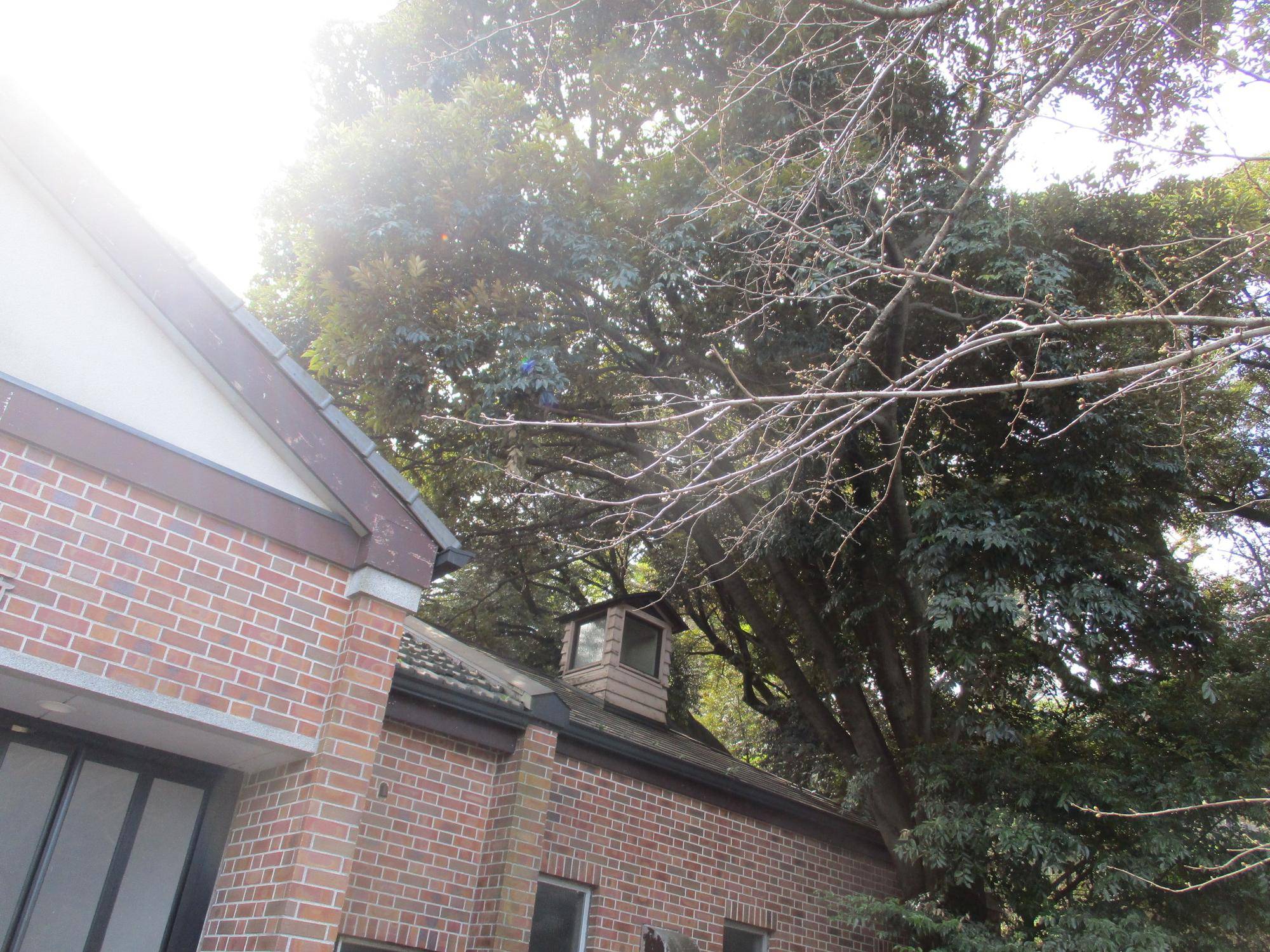 元町公園　桜開花情報【2024年3月20日号】の写真