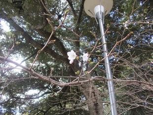 元町公園　桜開花情報【2024年3月27日号】