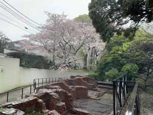 元町公園　桜開花情報【2024年4月9日】