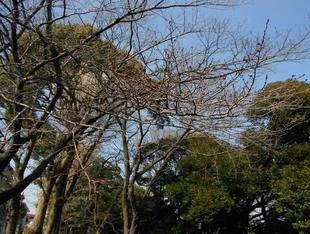 元町公園　桜開花情報【2025年3月15日】