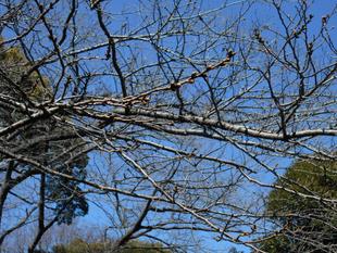  元町公園　桜開花情報【2025年3月20日】